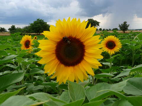 Image of common sunflower