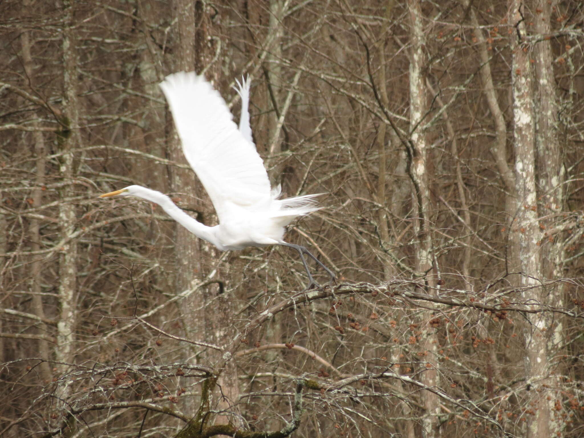 Image of Ardea alba egretta Gmelin & JF 1789