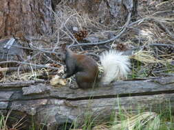 Image of Kaibab squirrel