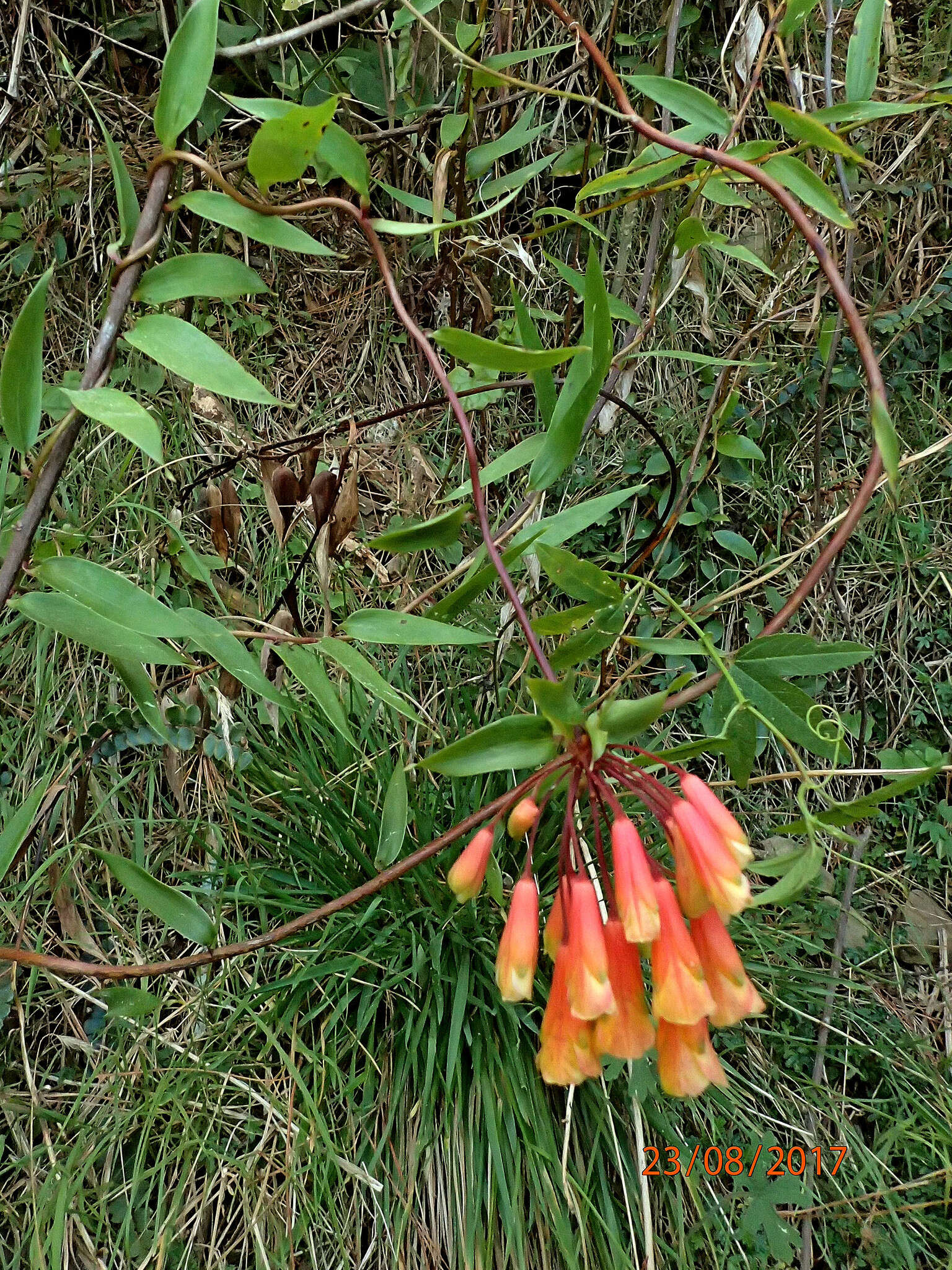 Image of Bomarea multiflora (L. fil.) Mirb.