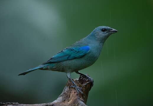 Image of Azure-shouldered Tanager