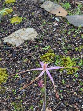 Caladenia rosella G. W. Carr的圖片