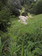 Image de Filipendula ulmaria subsp. denudata (J. & C. Presl) Hayek