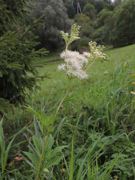 Image of queen of the meadow