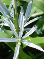 Image of Cusick's camas