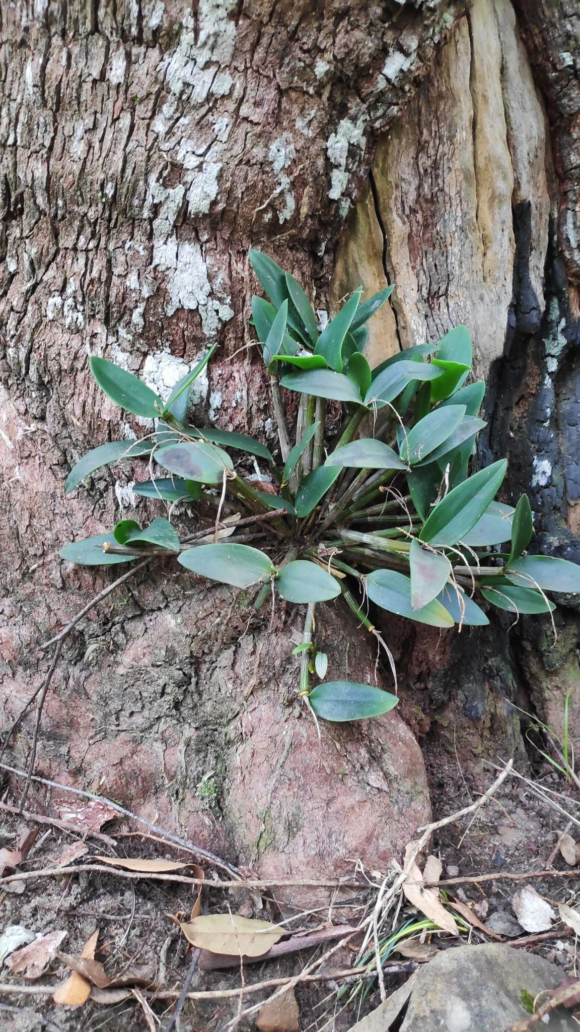 صورة Dendrobium aemulum R. Br.