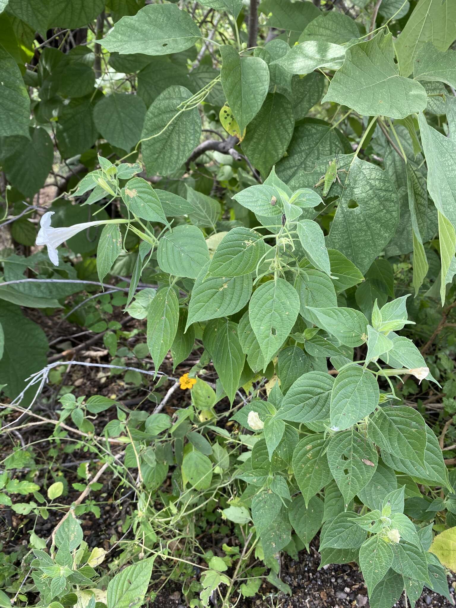 Image of Ruellia pringlei Fern.