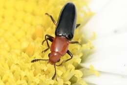 Image of Clover Stem Borer