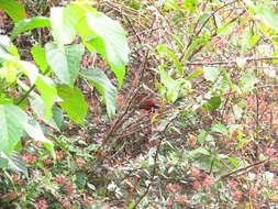 Image of Crimsonwing