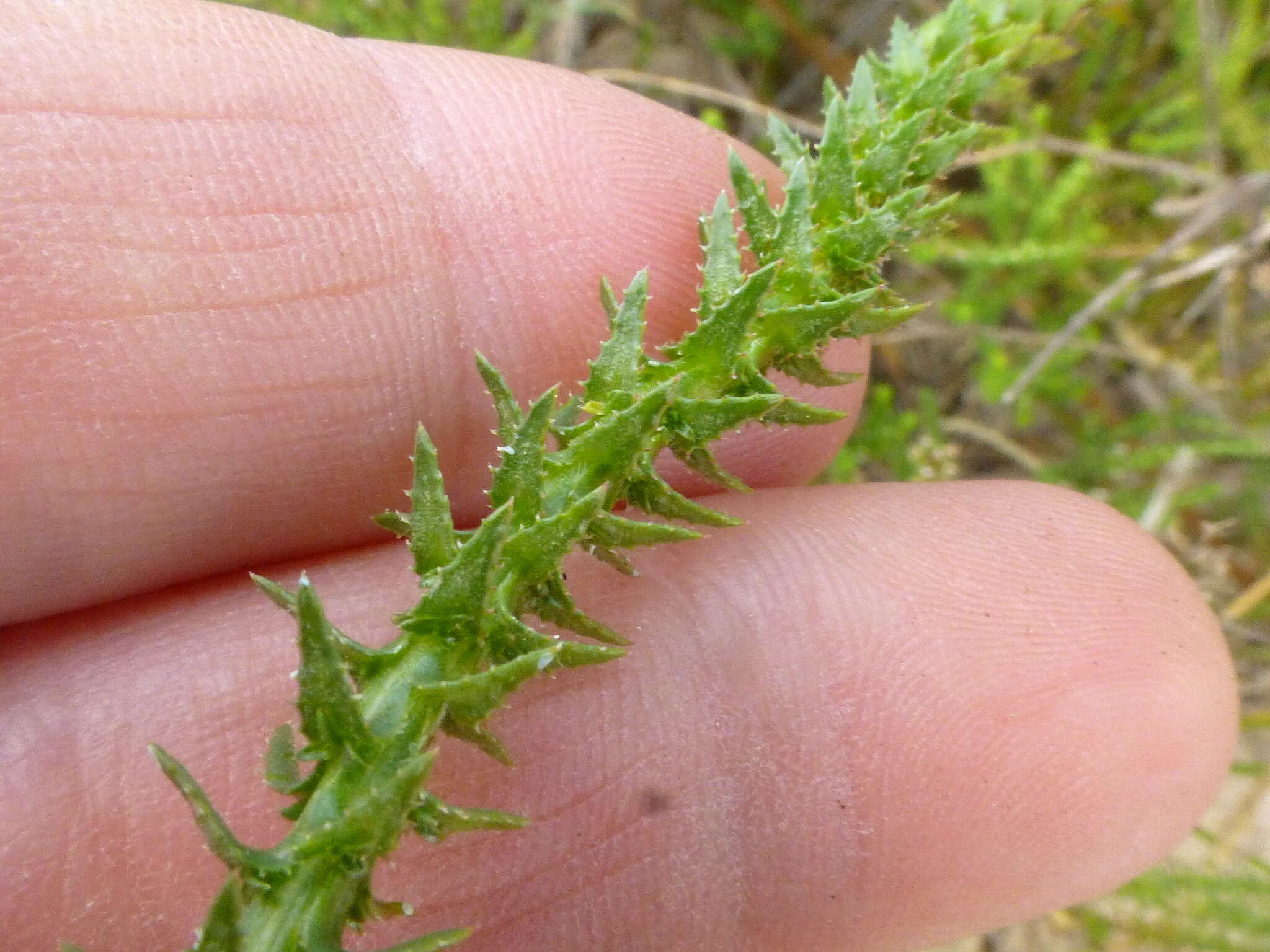 صورة Wahlenbergia adpressa (L. fil.) Sond.