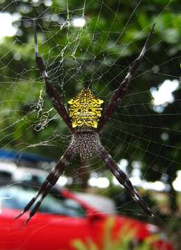 Image of Garden spider