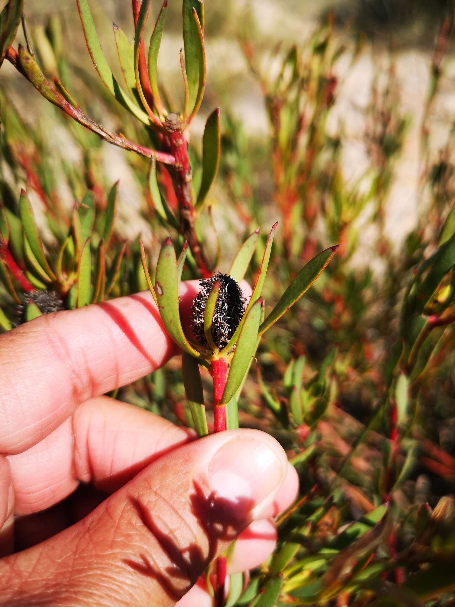 Image of Leucadendron flexuosum I. Williams