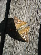 Image of Hackberry Emperor