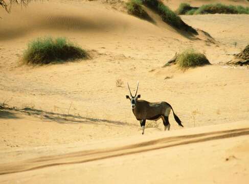 Image of Gemsbok