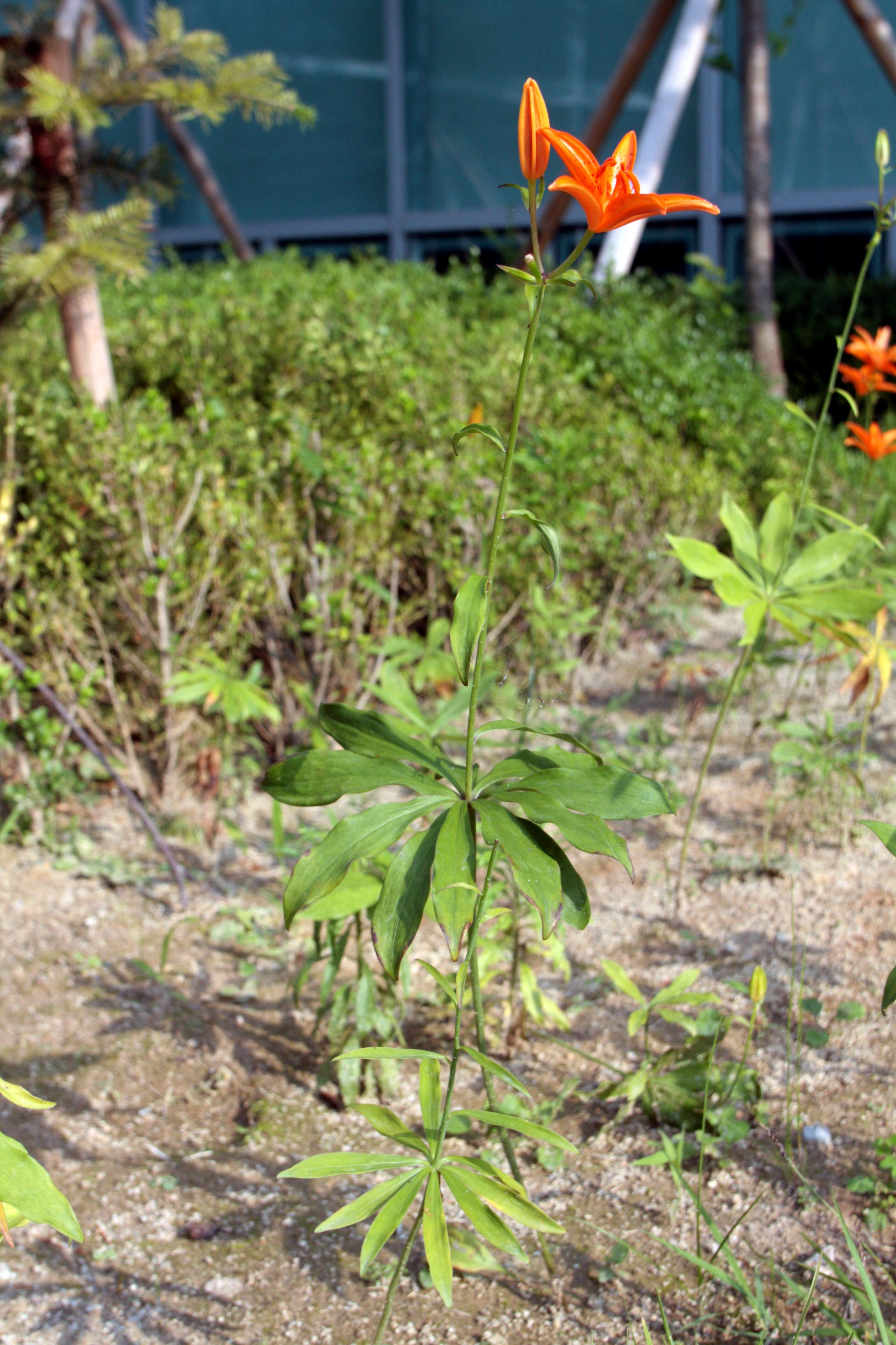 Lilium tsingtauense Gilg resmi