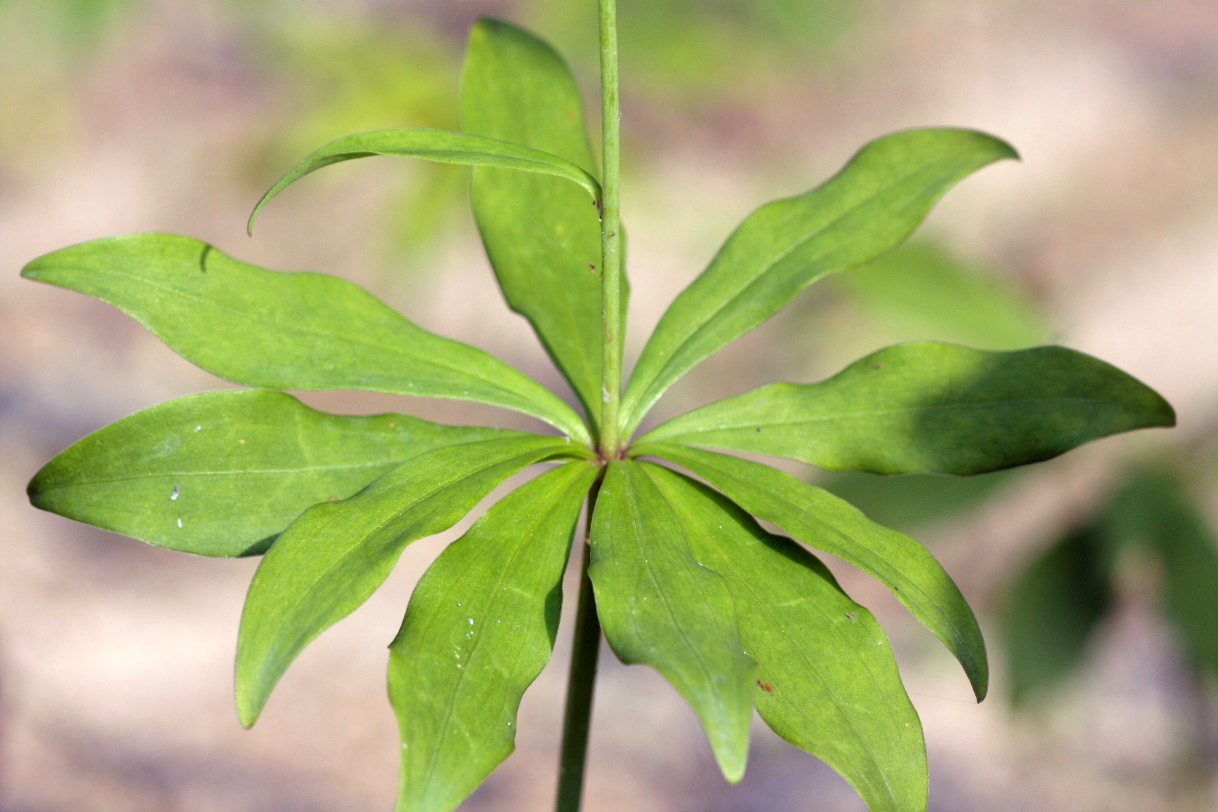 Lilium tsingtauense Gilg resmi