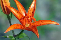 Lilium tsingtauense Gilg resmi