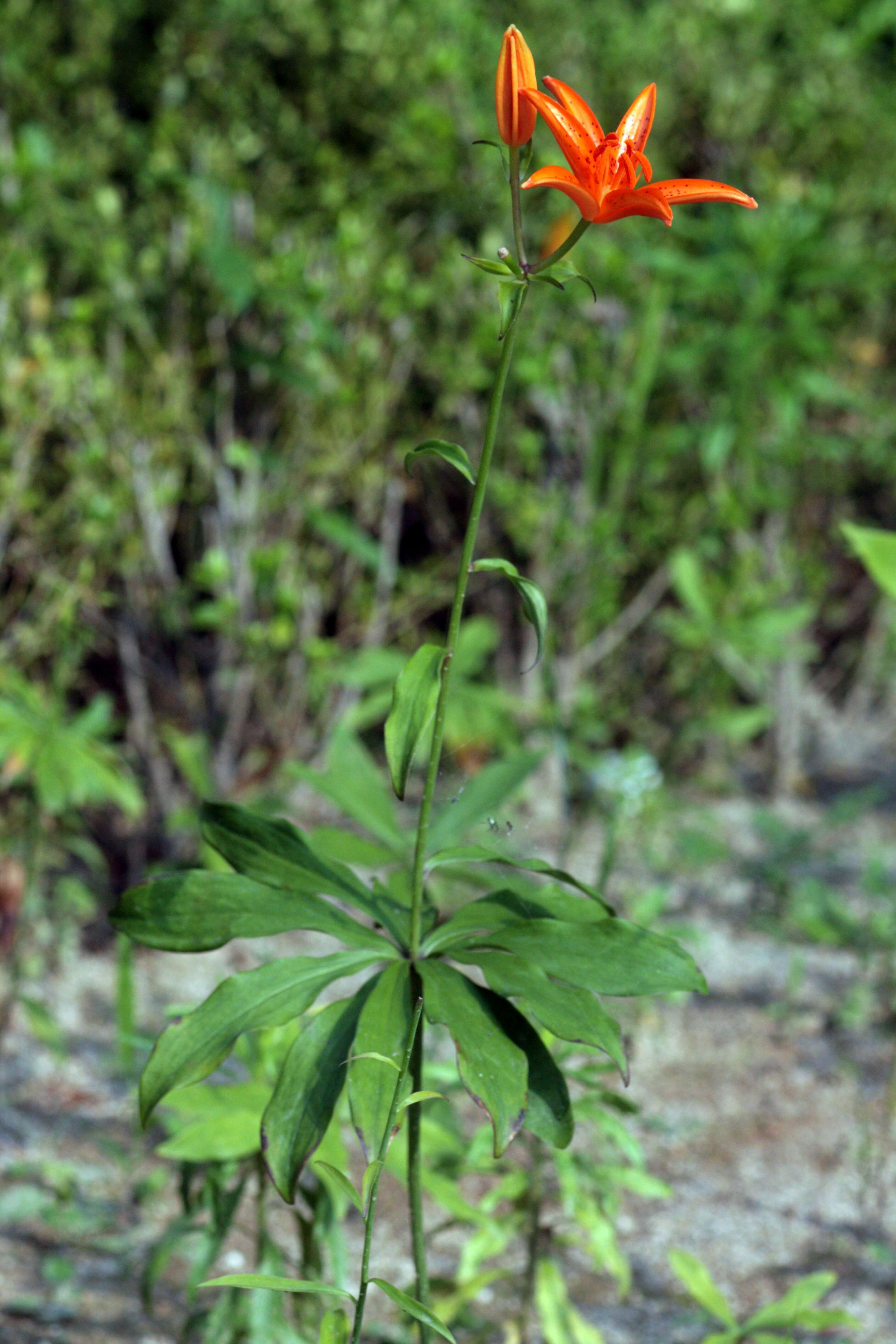 Lilium tsingtauense Gilg resmi