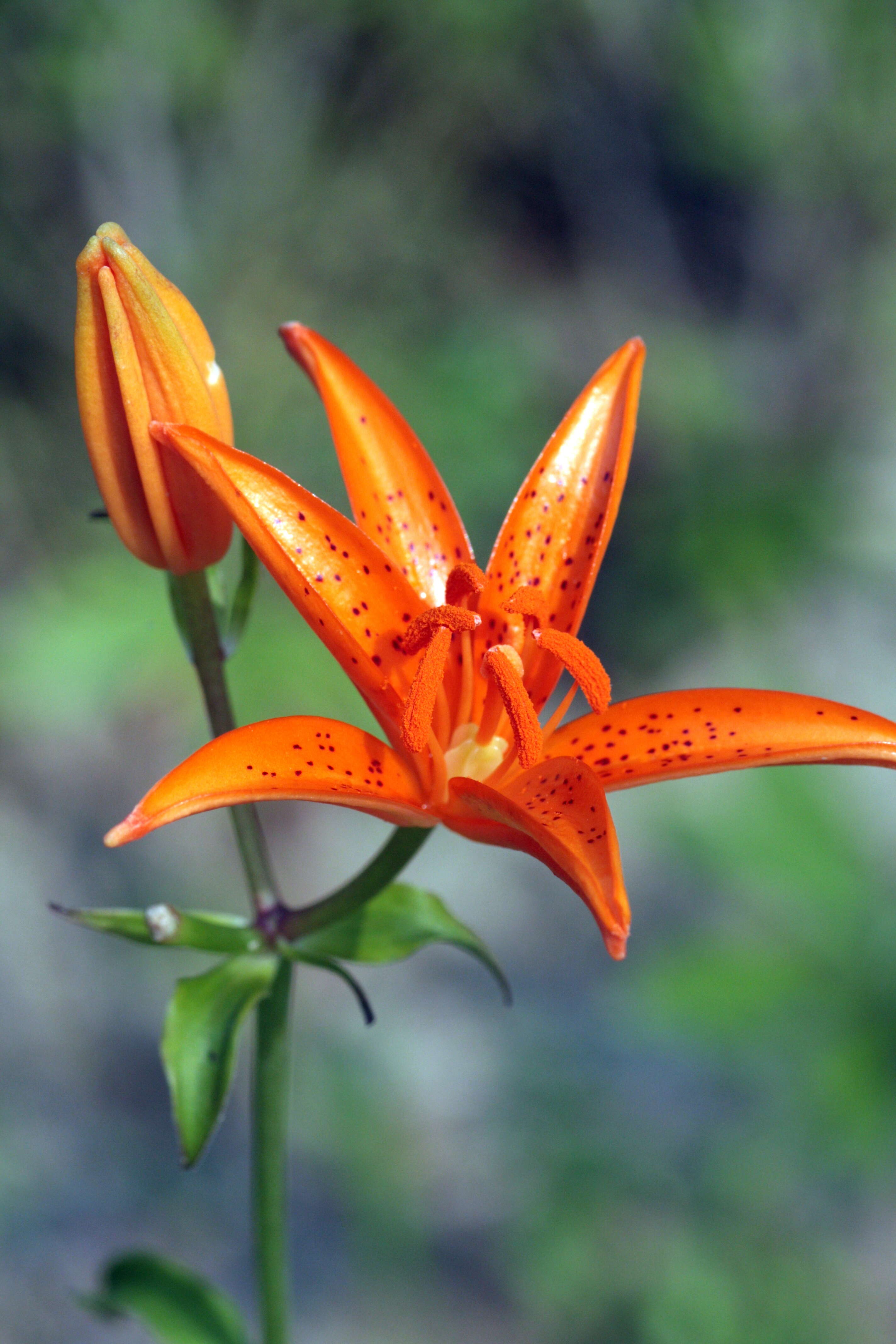 Lilium tsingtauense Gilg resmi