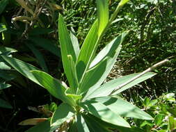 Image of Bupleurum plantagineum Desf.