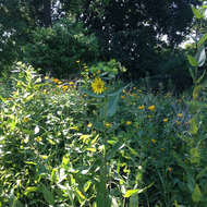 Image de Silphium integrifolium Michx.