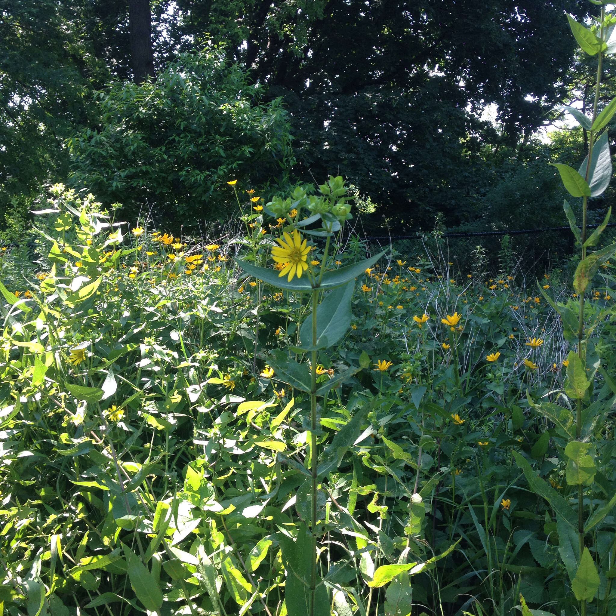 Image de Silphium integrifolium Michx.