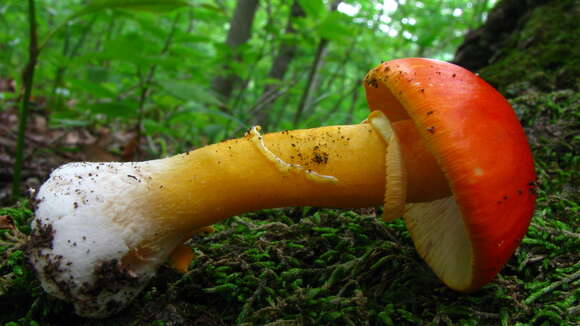 Image of Amanita flavoconia G. F. Atk. 1902