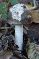 Image of Amanita vaginata (Bull.) Lam. 1783