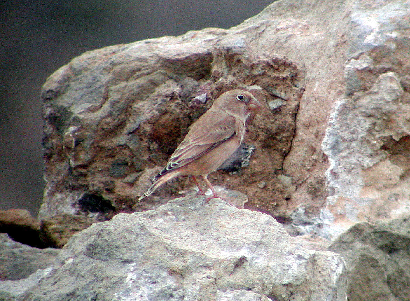 Image of Bucanetes Cabanis 1851