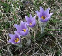 Image of Greater Pasque Flower