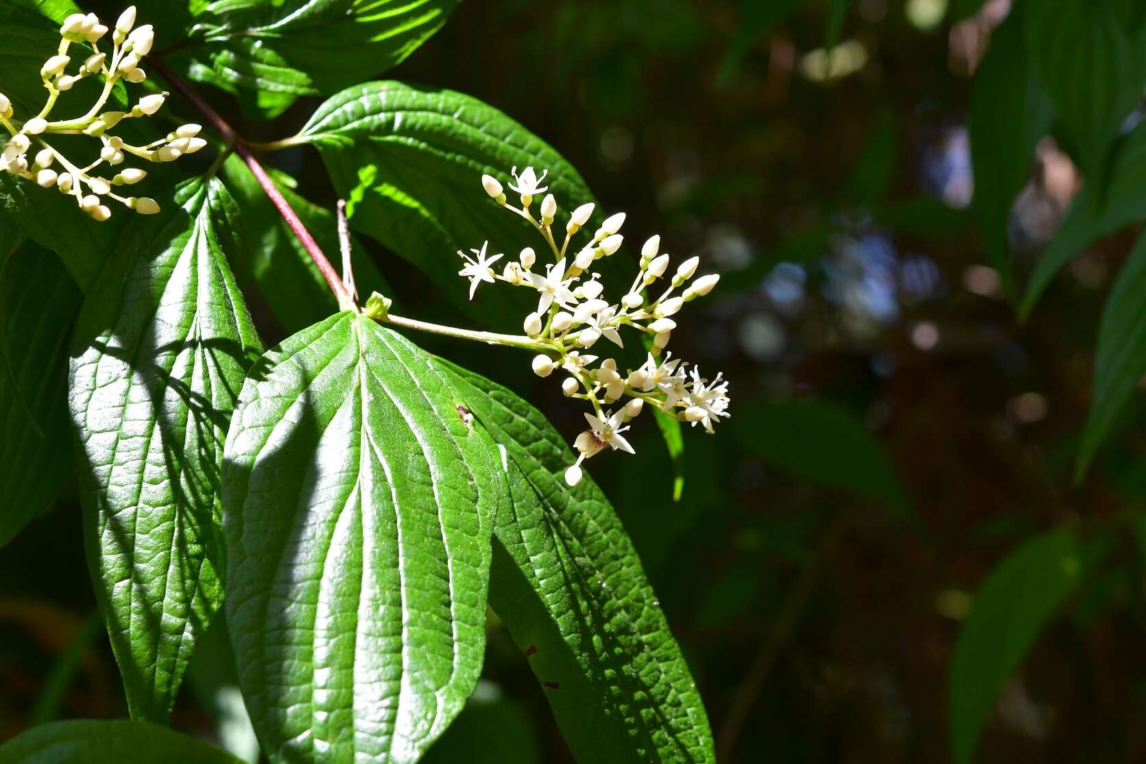 Слика од Cornus excelsa Kunth