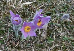 Image of Greater Pasque Flower