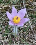 Image of Greater Pasque Flower