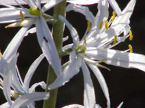 Image of Cusick's camas