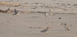 Image of Grey Pratincole