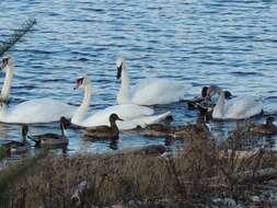 Image de Cygne siffleur