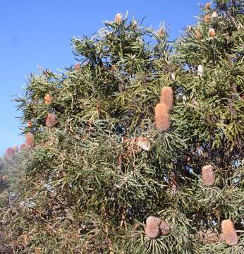 Image of Acorn Banksia