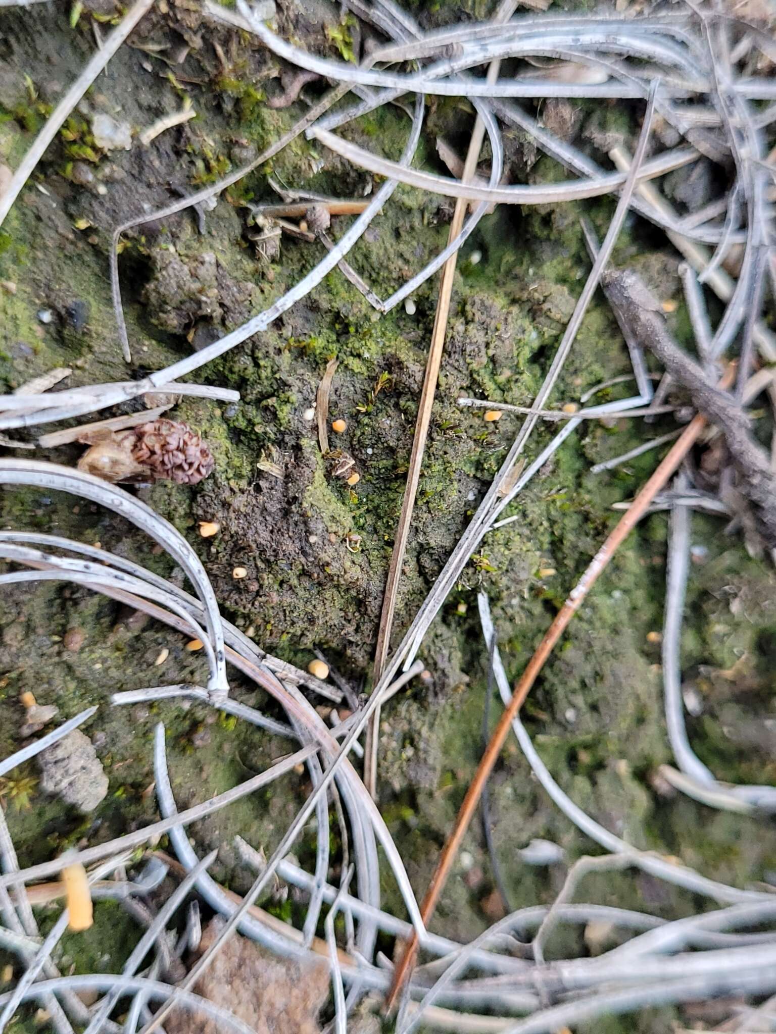 Image of spring club lichen