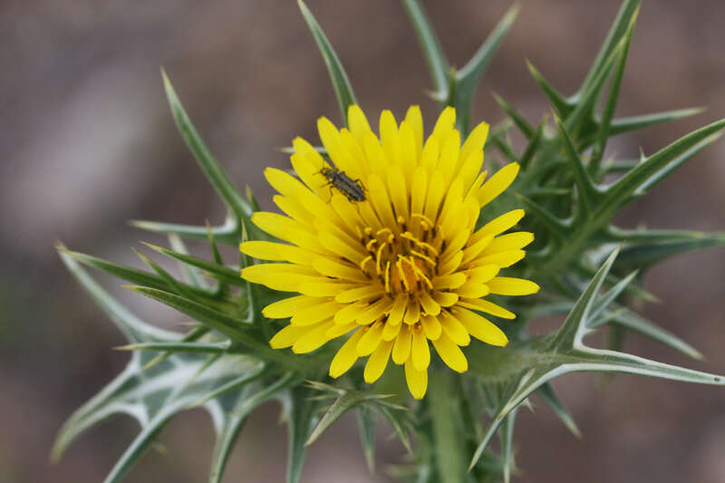 Image of spotted goldenthistle