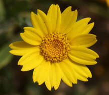 Image of corndaisy