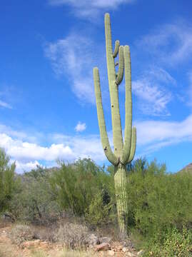 Image of saguaro