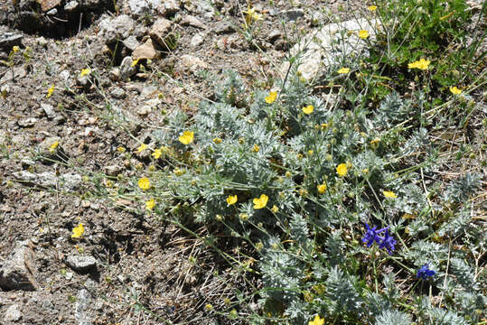 Imagem de Potentilla drummondii subsp. breweri (S. Wats.) B. Ertter