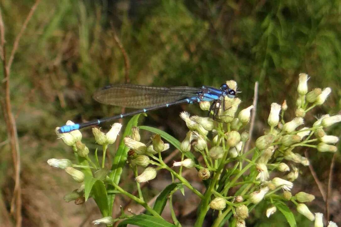 Image of Argia ulmeca Calvert 1902