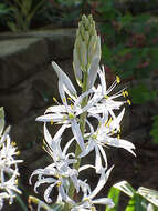 Image of Cusick's camas