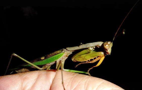 Image of Polyspilota