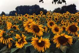 Image de tournesol