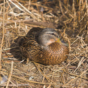 Image of Common Mallard