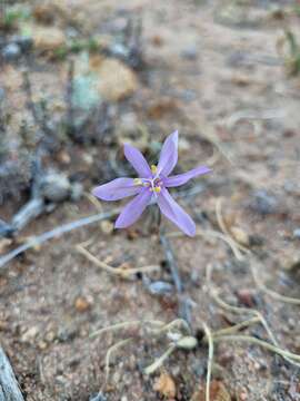 Image of Moraea monticola Goldblatt