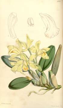 Image of Cattleya luteola Lindl.