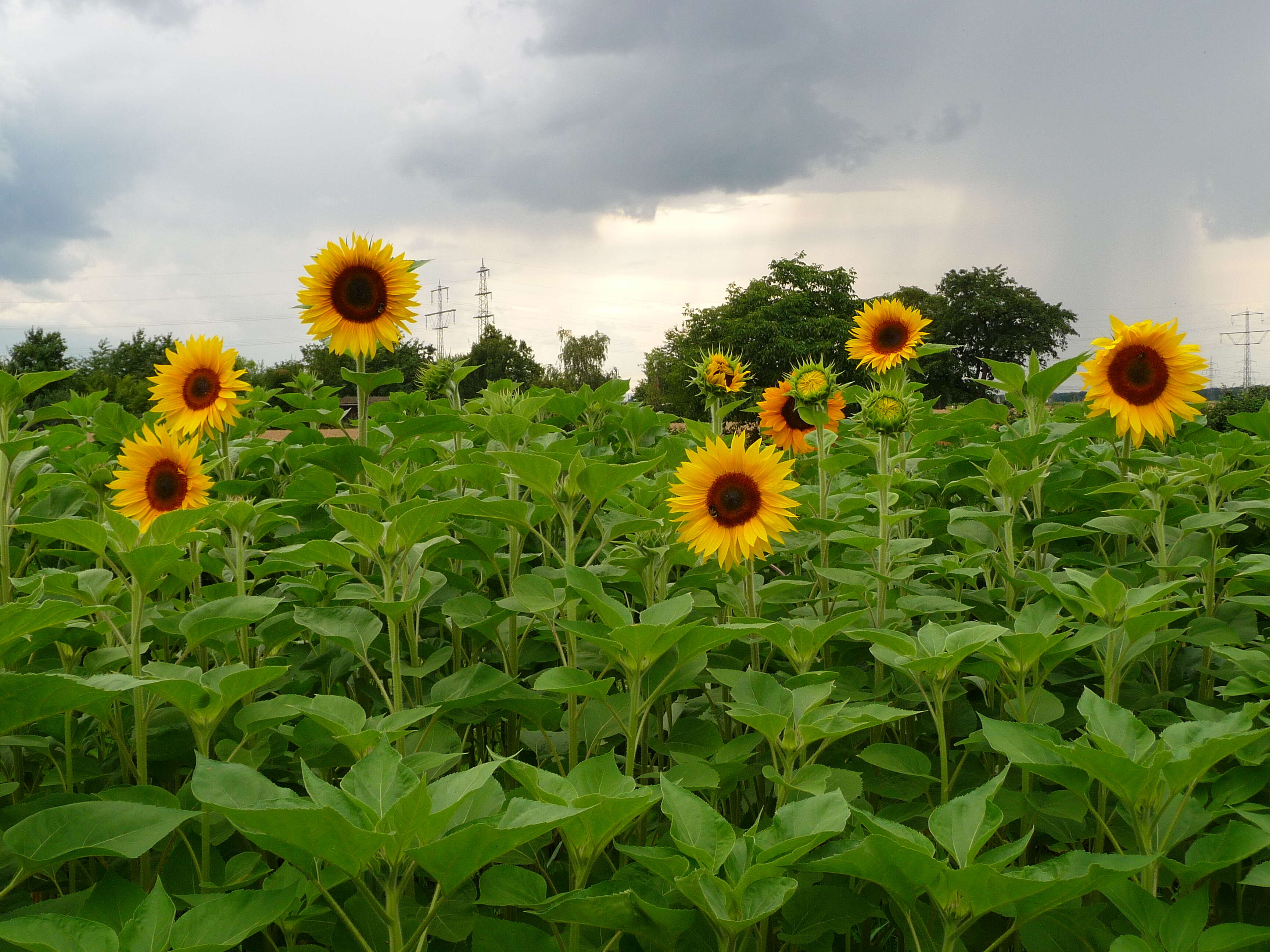 Image of common sunflower